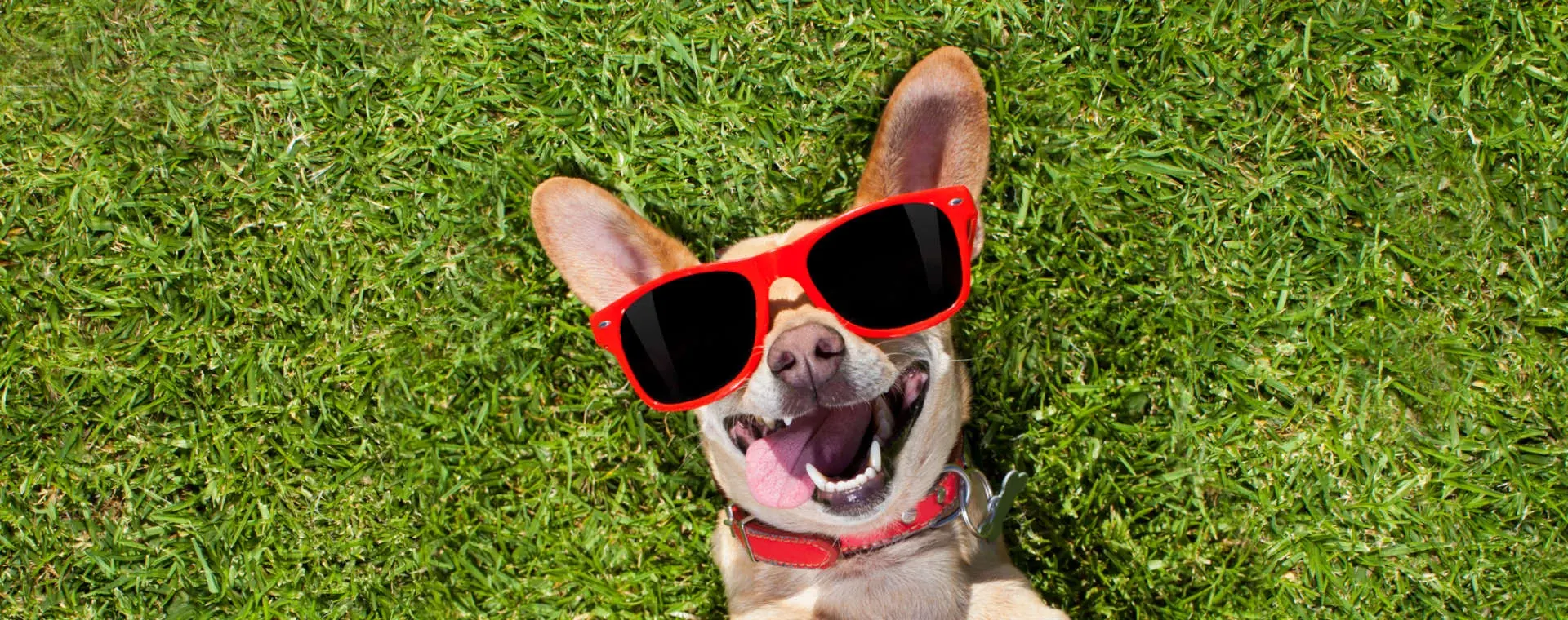 Dog wearing red sunglasses lying on grass