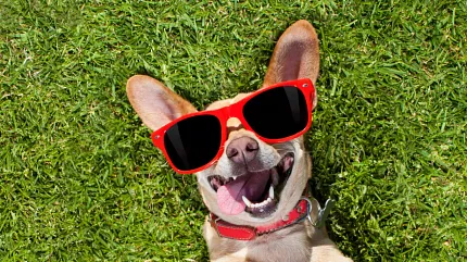 Playful dog enjoying sunny day outdoors Dog wearing red sunglasses lying on grass