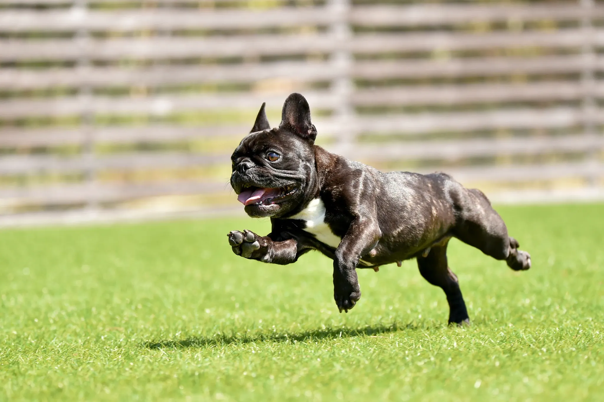 Dog running on green grass