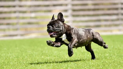 Energetic dog enjoying outdoor playtime Dog running on green grass