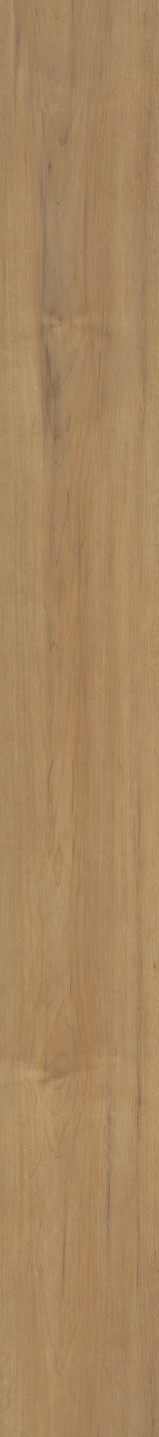 MALTESE DUSTED MAPLE 1TO1