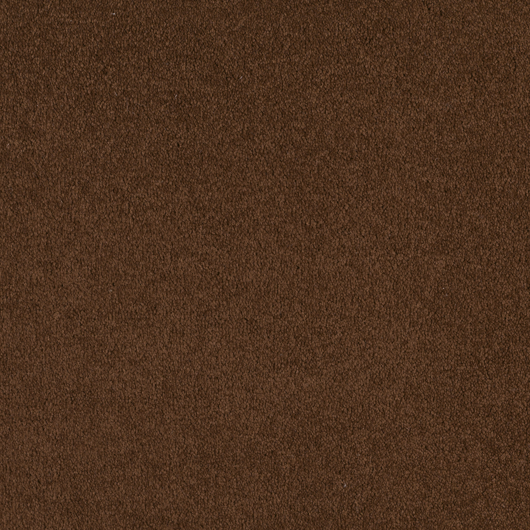 TIMELESS APPEAL III 12' TORTOISE SHELL MAIN