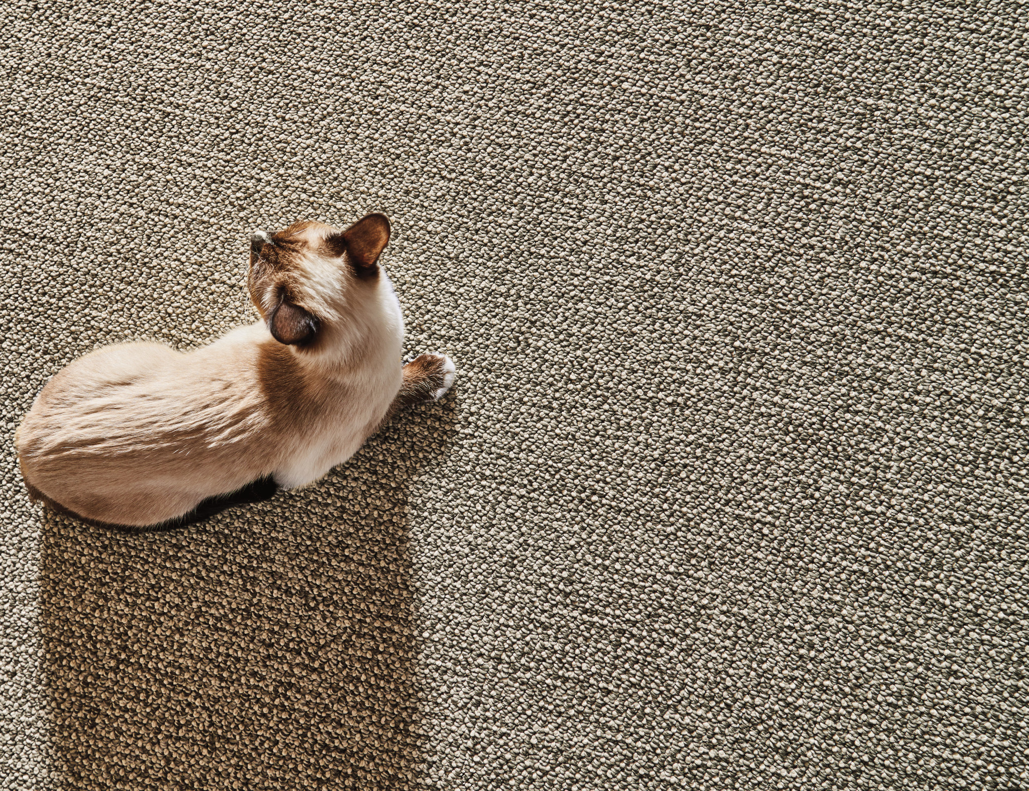 PURRFECTION WILLOW StaticImage01