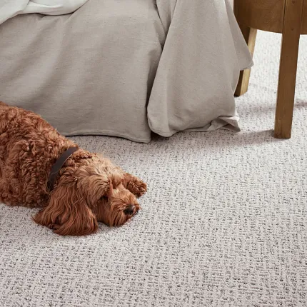 Cozy Home Interior with Textured Broadloom Carpet Woman reading a book on a sofa with a dog lying on a textured gray broadloom carpet