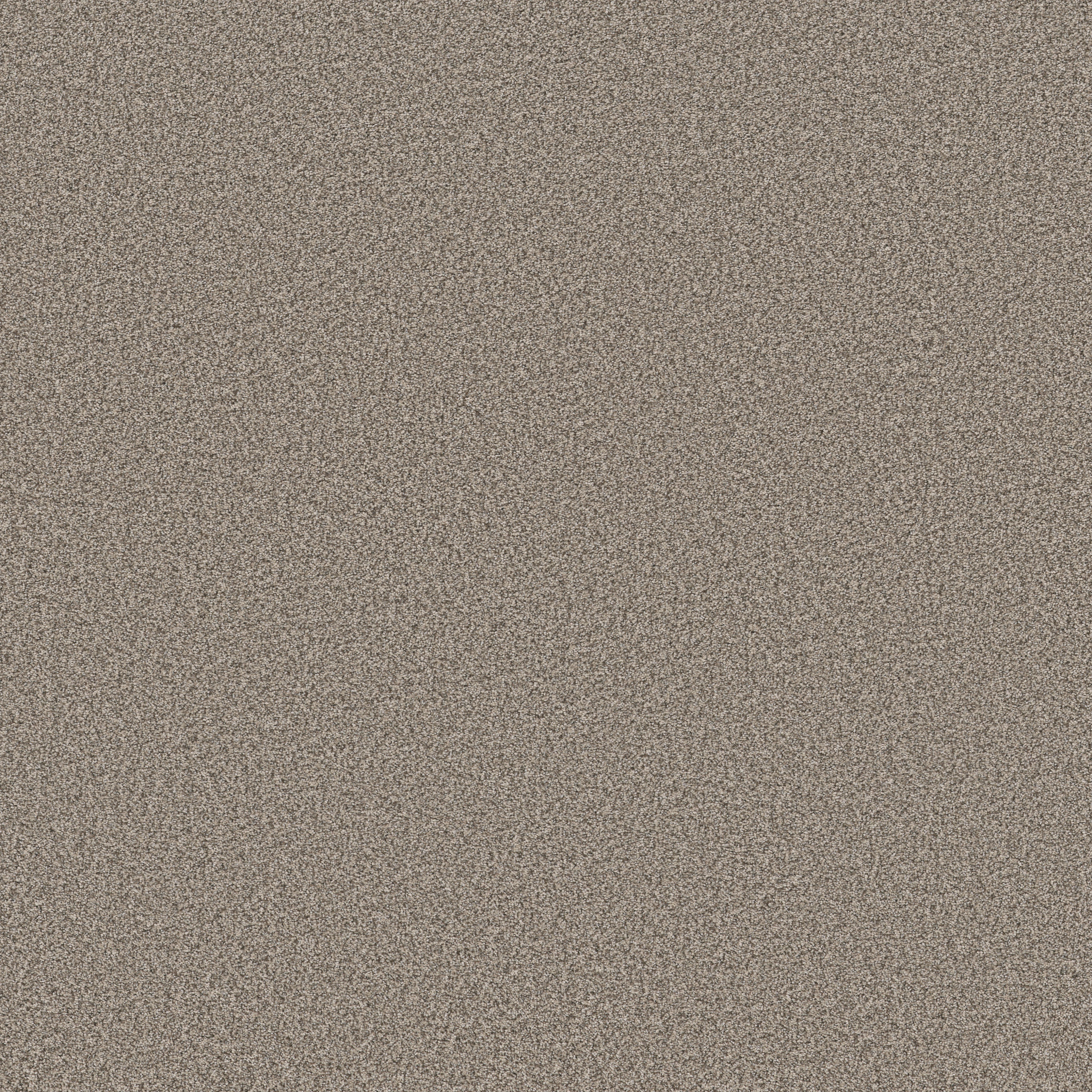 SOMERSET PASHMINA MAIN