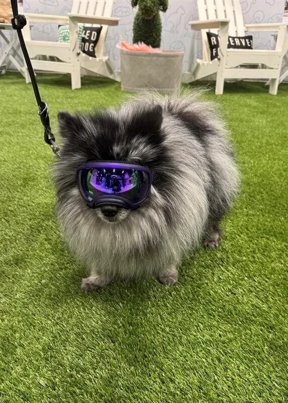 Fluffy dog wearing goggles on artificial grass