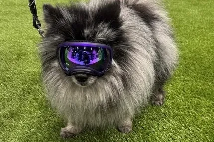 Stylish pet on vibrant green turf Fluffy dog wearing goggles on artificial grass