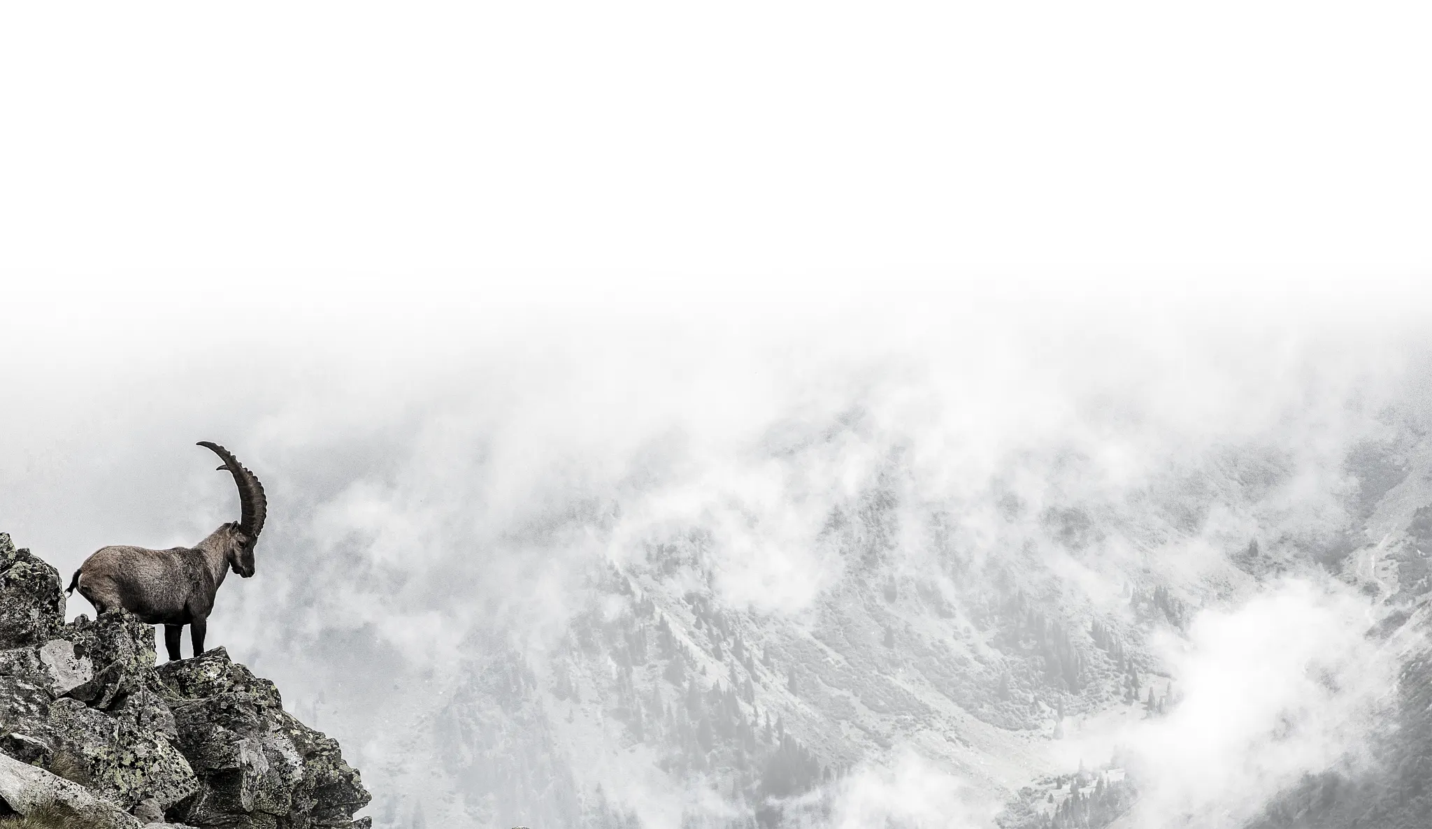 Mountain goat standing on rocky cliff with misty mountain background