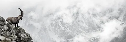Mountain Goat on Rocky Cliff with Misty Mountains Mountain goat standing on rocky cliff with misty mountain background