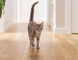 A cat walking on a COREtec vinyl floor.
