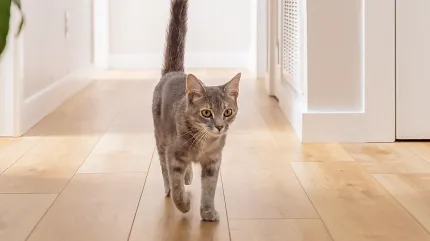 Wood Look Luxury Vinyl Plank Flooring in Hallway with Cat Cat walking on wood look luxury vinyl plank flooring in a bright hallway