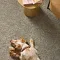 <h2 class="text-bodycopy-l"><span style="color:#ffffff;"><strong>Pet-Friendly Carpet</strong></span></h2>
Cozy living room scene with a dog resting on durable, easy-to-maintain beige carpet