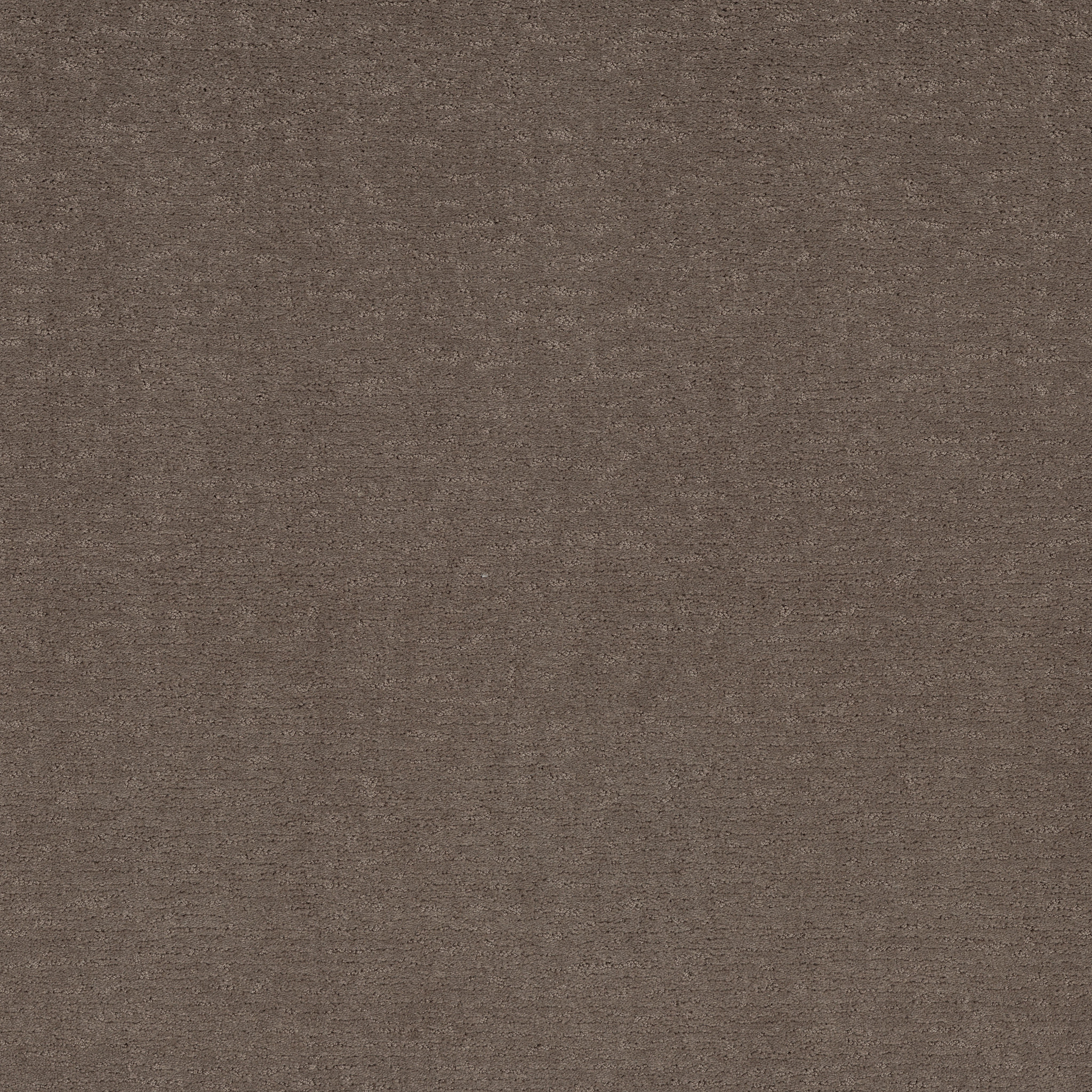 SKETCH CHANTRELLE MAIN