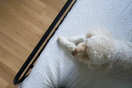Light Wood Look Luxury Vinyl Plank Flooring in Cozy Bedroom with Dog Overhead view of a cozy bedroom with a fluffy dog resting on a white quilted bed, showcasing light wood look luxury vinyl plank flooring
