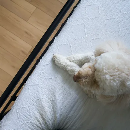 Light Wood Look Luxury Vinyl Plank Flooring in Cozy Bedroom with Dog Overhead view of a cozy bedroom with a fluffy dog resting on a white quilted bed, showcasing light wood look luxury vinyl plank flooring