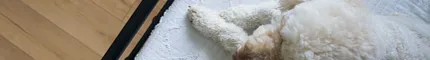 Light Wood Look Luxury Vinyl Plank Flooring in Cozy Bedroom with Dog Overhead view of a cozy bedroom with a fluffy dog resting on a white quilted bed, showcasing light wood look luxury vinyl plank flooring