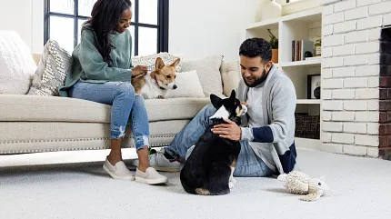 Comfortable living room with soft surface flooring and pets Cozy living room scene with a couple and two dogs on soft surface flooring