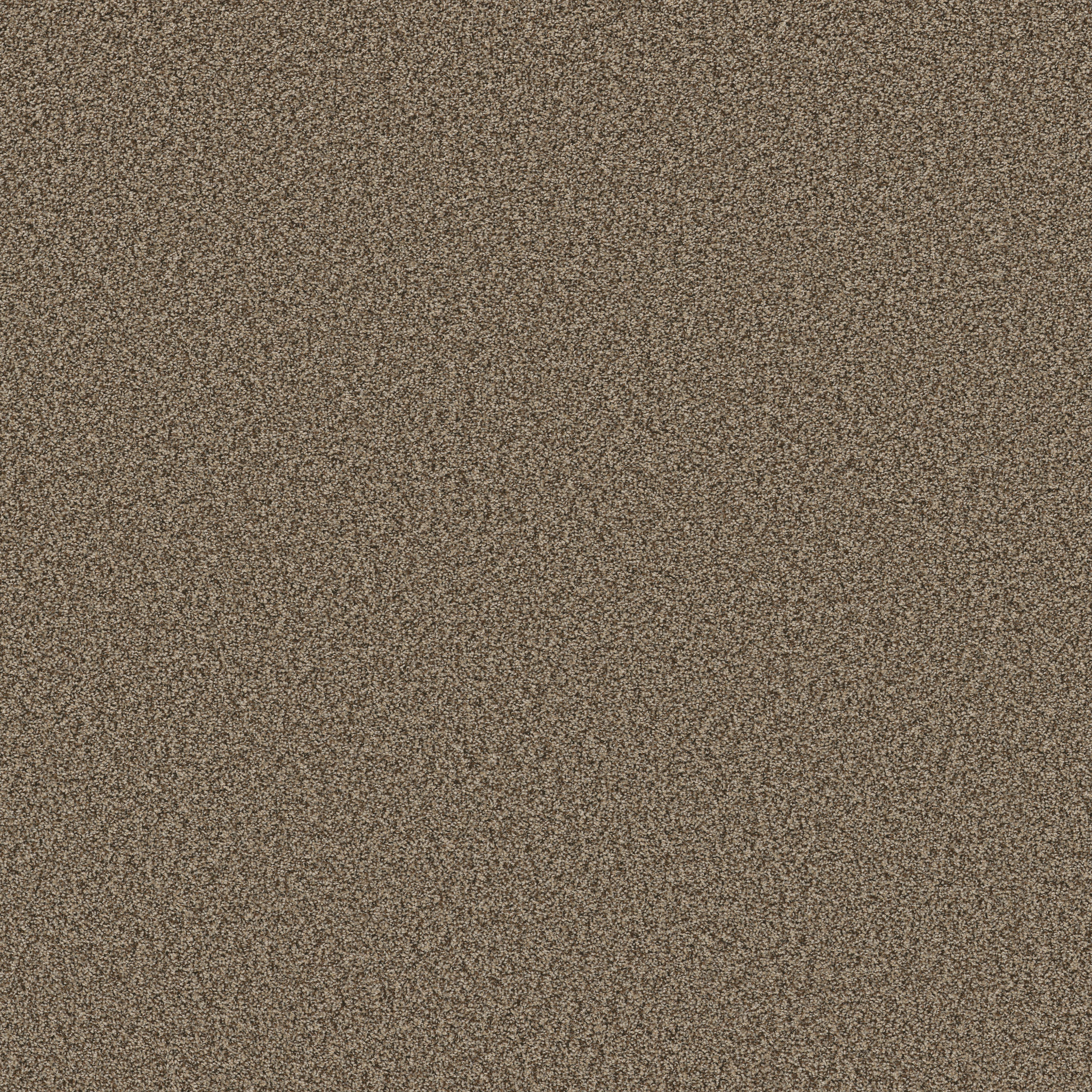 PRESCOTT VALLEY JOSHUA TREE MAIN