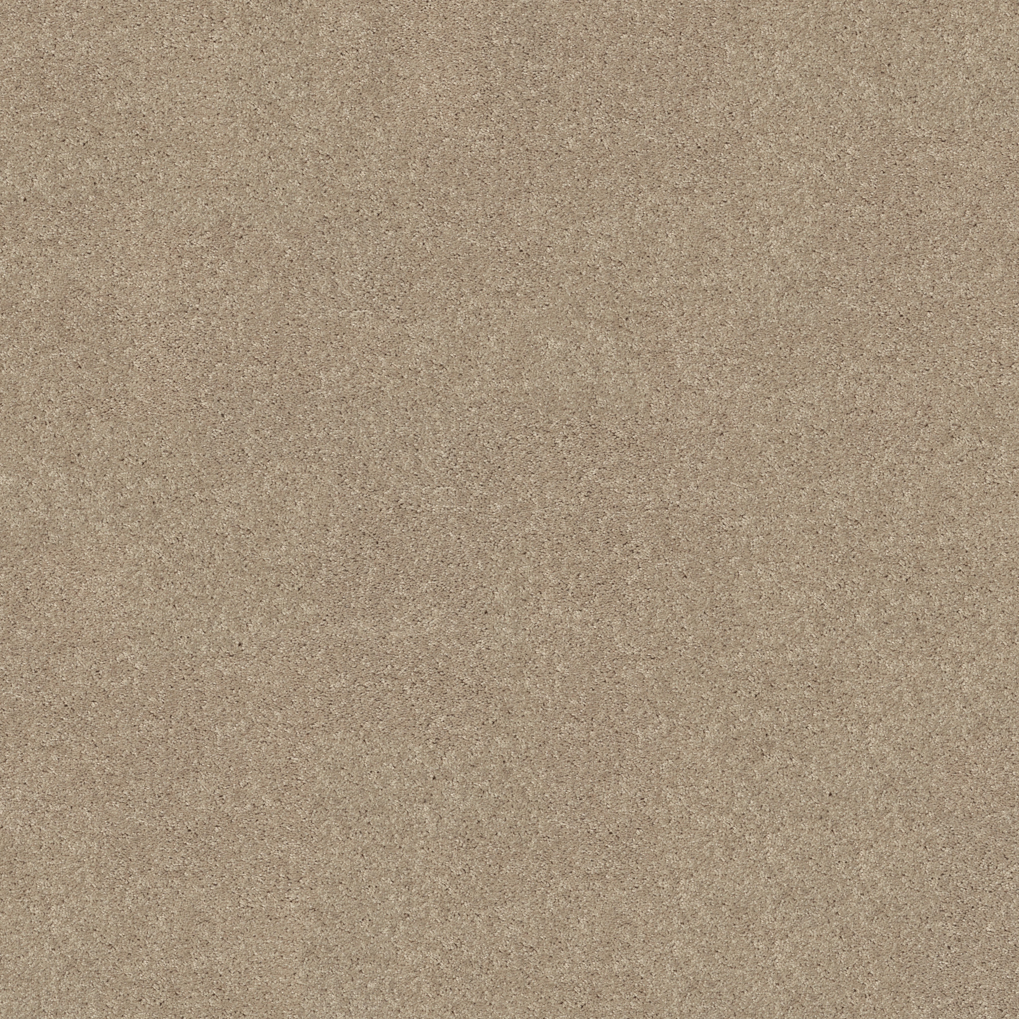 ESSAY II 12' SAND DOLLAR MAIN