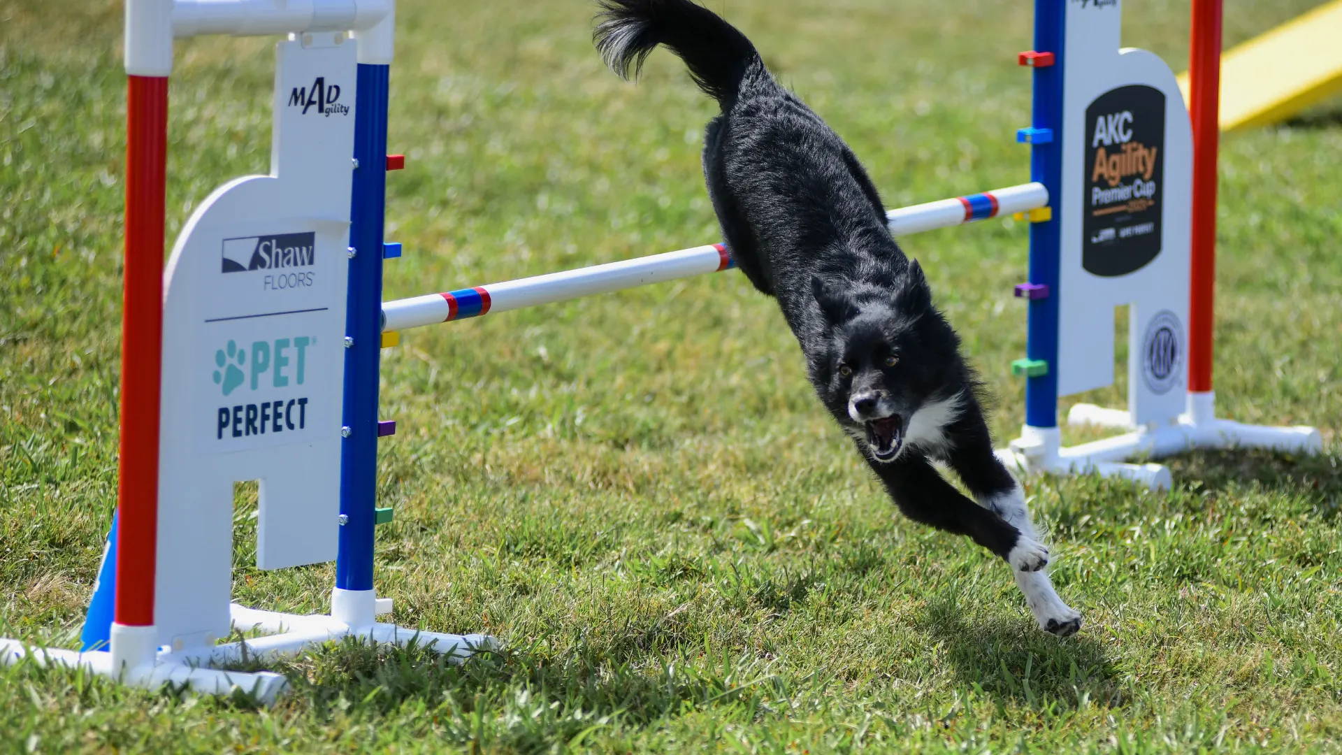A medium-sized black and white dog leaps confidently over a competition barrier, which is adorned with the Shaw Floors and Pet Perfect logos.