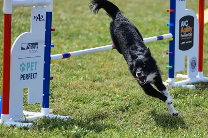 Preferred Flooring of American Kennel Club A medium-sized black and white dog leaps confidently over a competition barrier, which is adorned with the Shaw Floors and Pet Perfect logos.