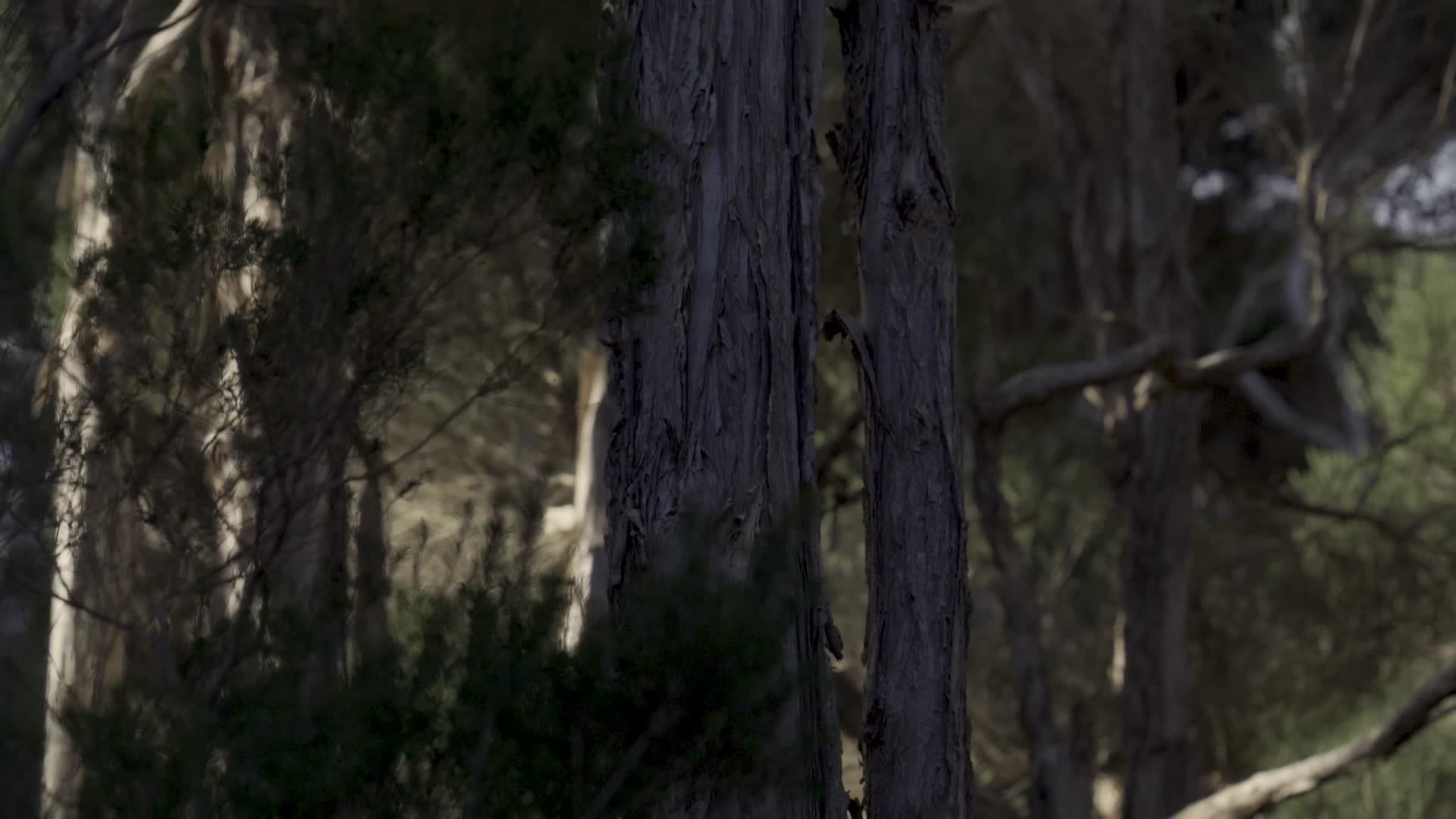 I Am Country - Promo Cut