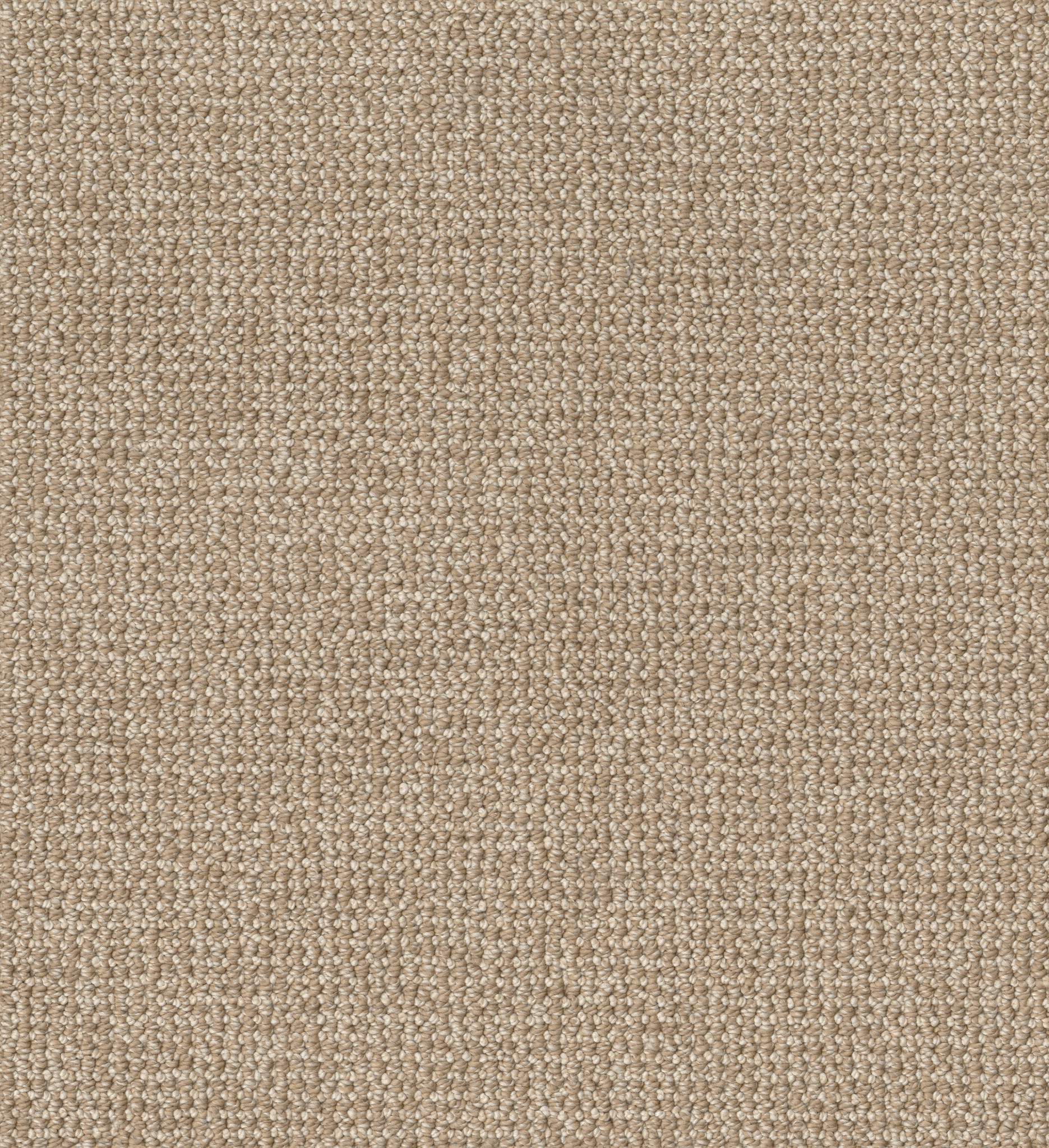 Purrfection - Carpet & Rugs in Champagne | AndersonTuftex