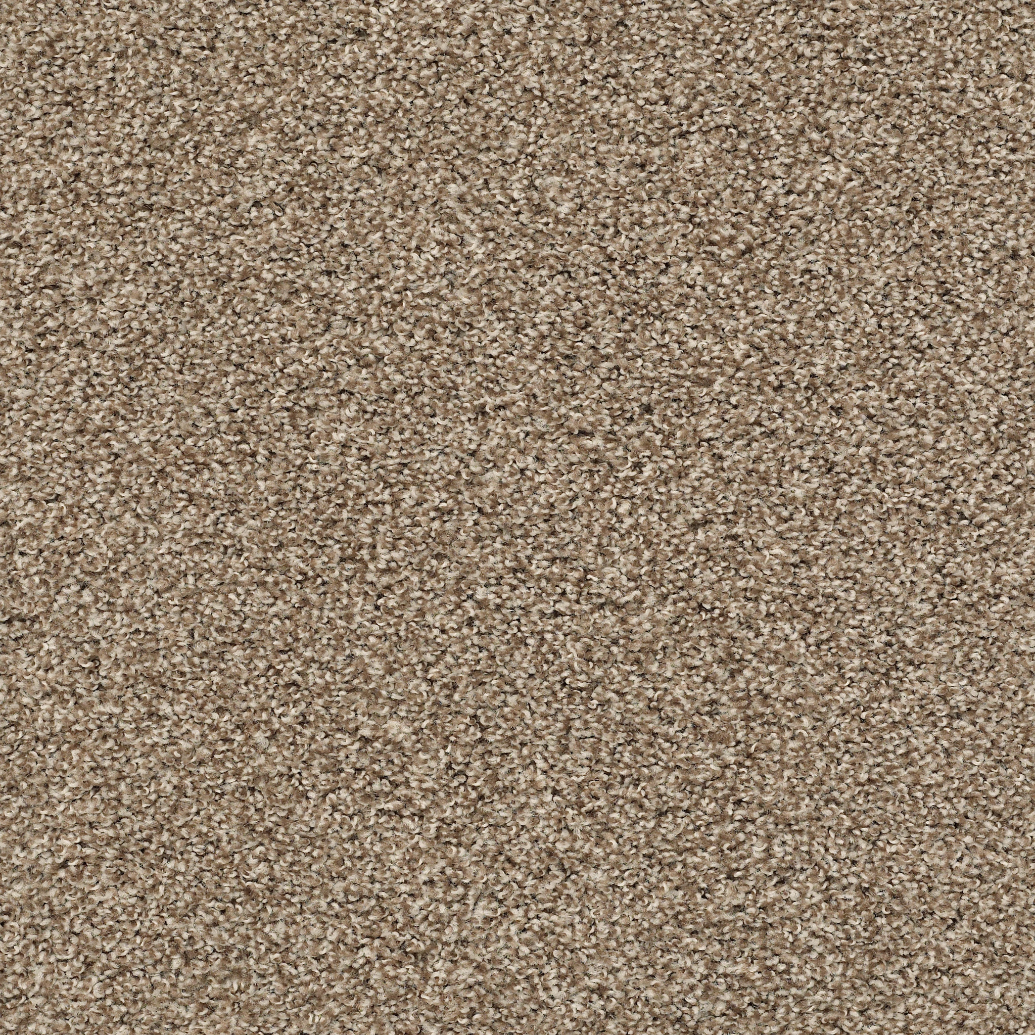 POISED BROWN SUGAR MAIN