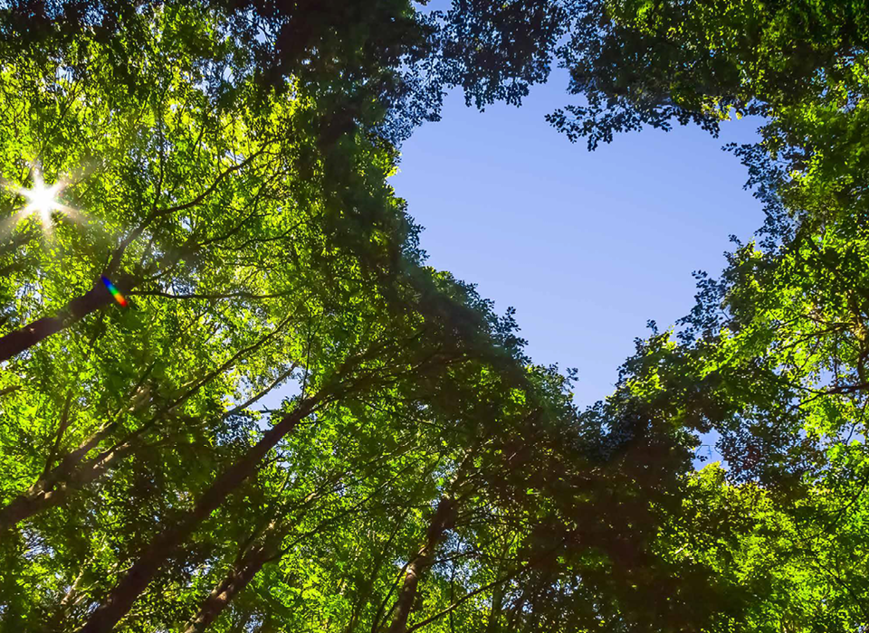 Trees reaching into the sky