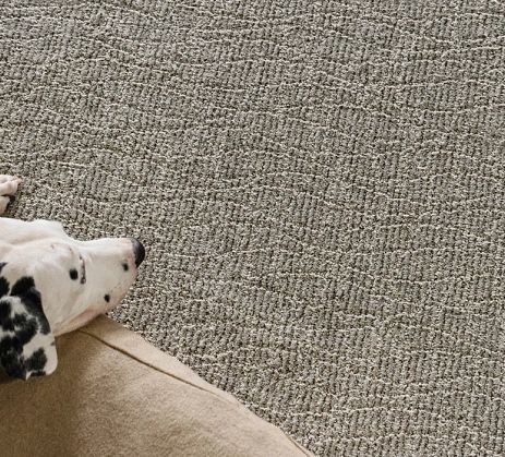 Dalmation on a couch in a living room with a high-end textured carpet