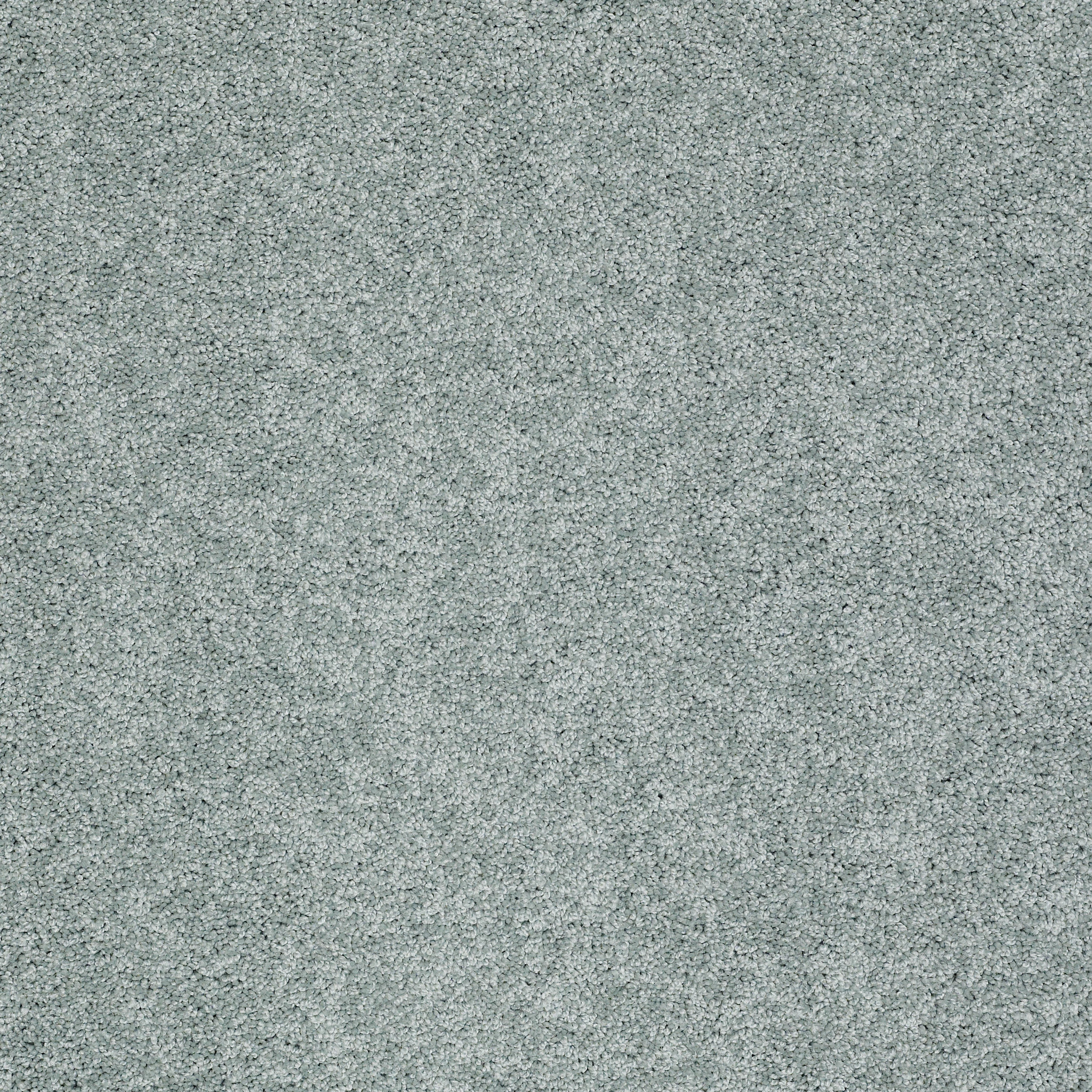 AG TIMELESS CAROLINA MAIN