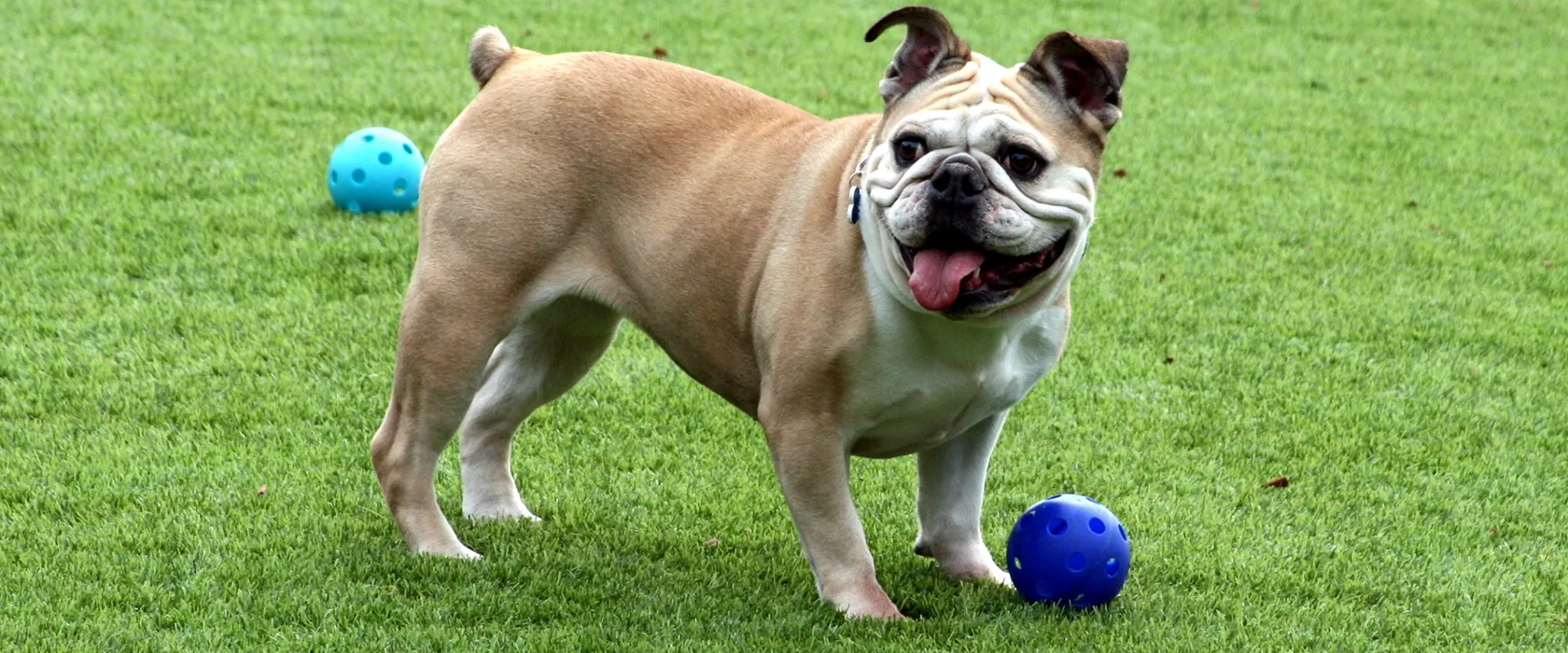Bulldog playing on green grass with blue balls
