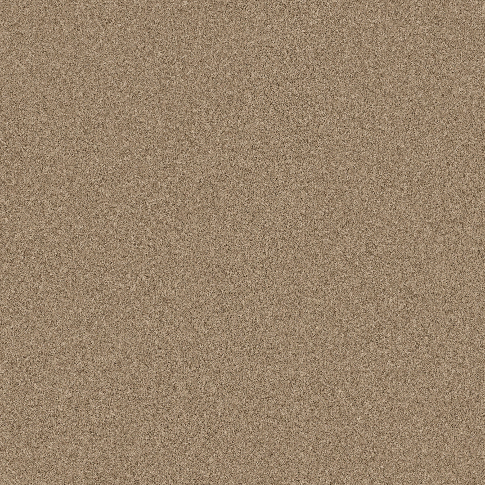 ELEGANT BEAUTY BISCOTTI MAIN