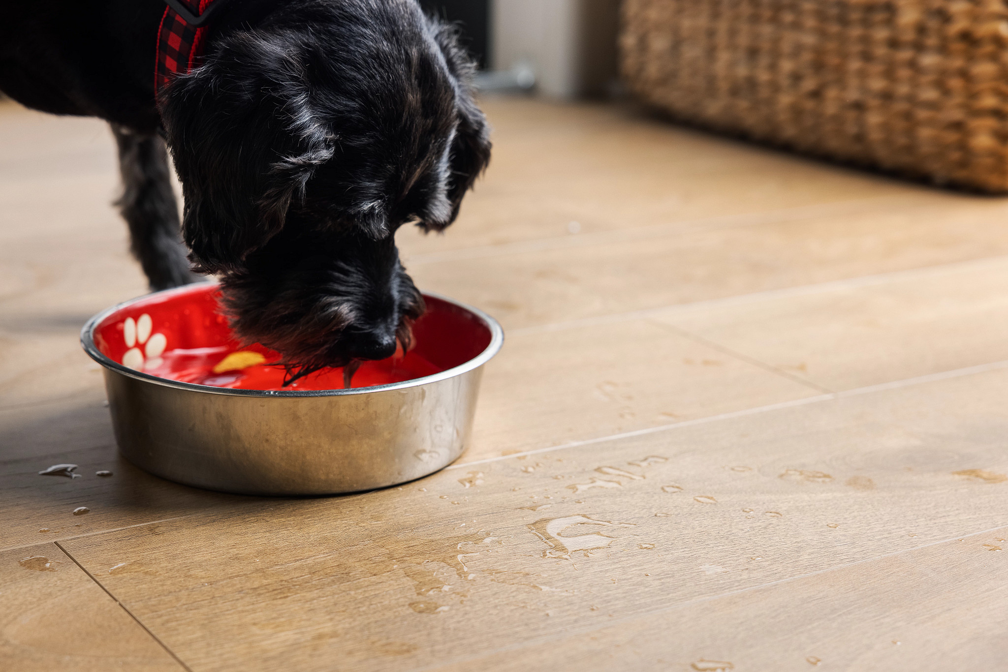 Dog drinking water and making a mess on the waterproof flooring