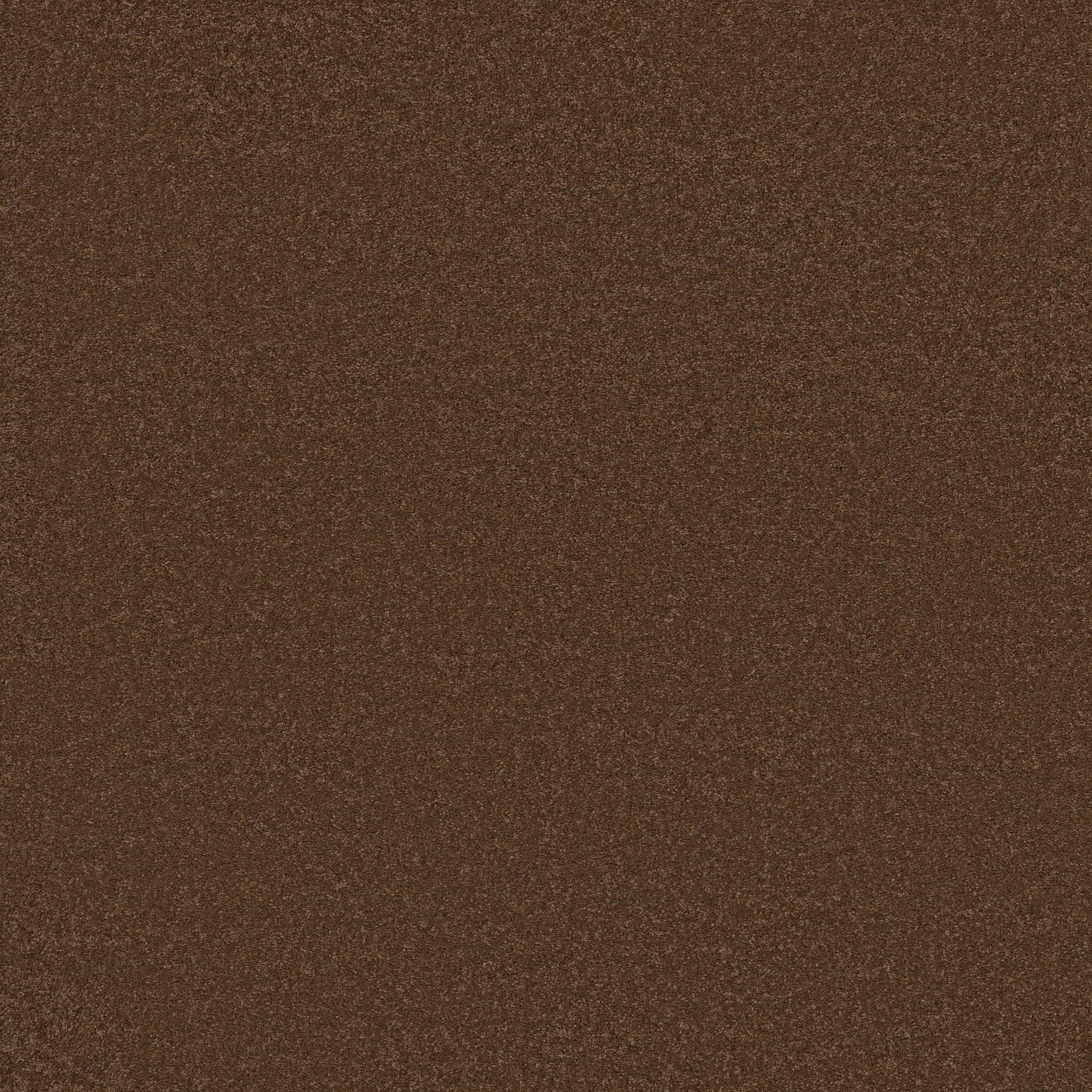 ELEGANT BEAUTY BRONCO MAIN