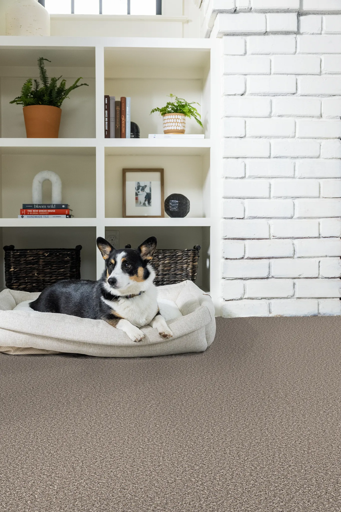 Cozy living room with a black and white dog resting on a beige dog bed, surrounded by a warm, textured carpet flooring