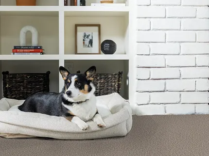 Comfortable and durable carpet flooring for a homely living room ambiance Cozy living room with a black and white dog resting on a beige dog bed, surrounded by a warm, textured carpet flooring