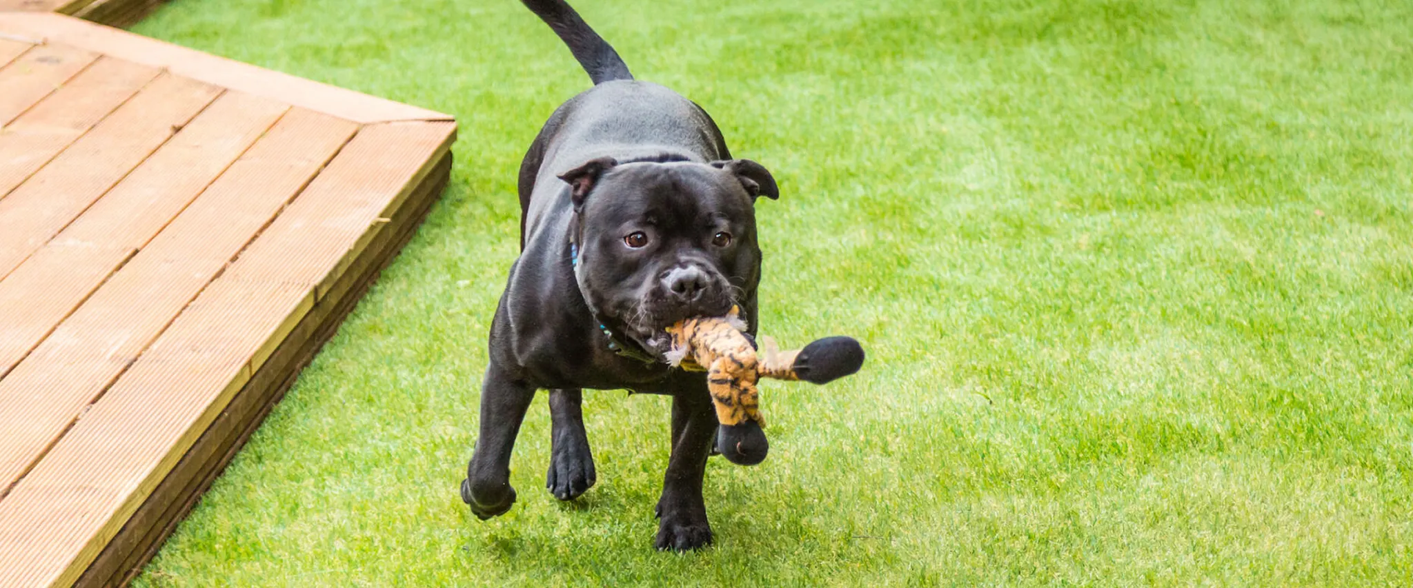 Black dog playing on green grass with wooden deck