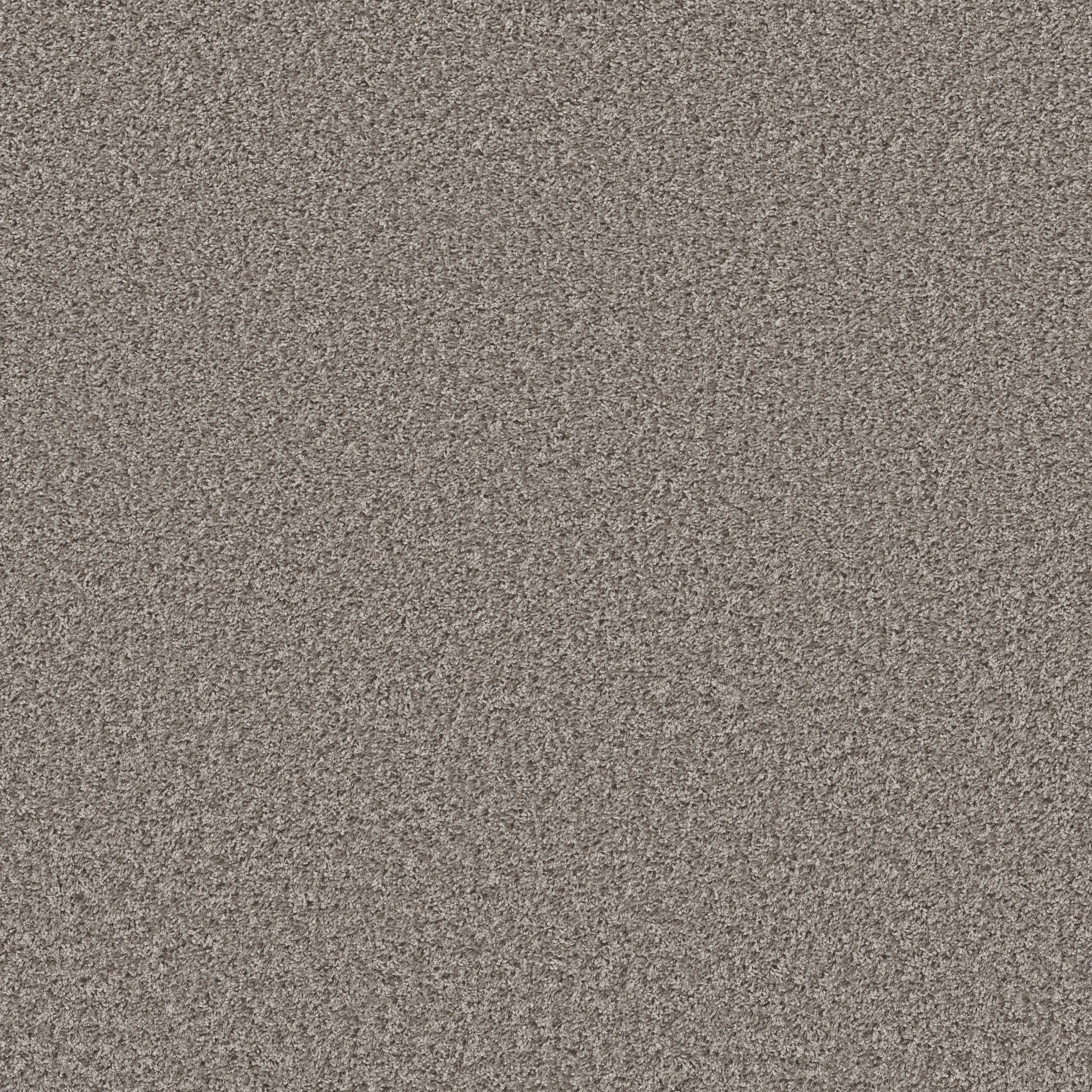 COLOR FLAIR DOLPHIN MAIN